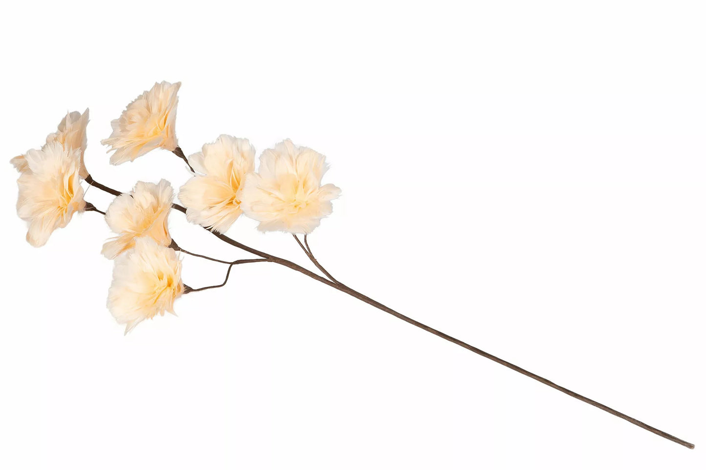 Kvist Fjäderblomma Aprikos